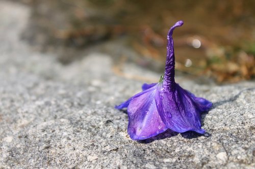 flower  bellflower  blossom