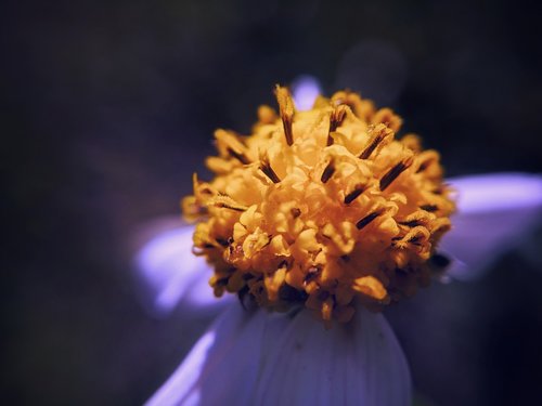flower  iris  pistil
