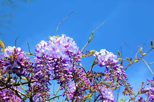 flower  spring  purple