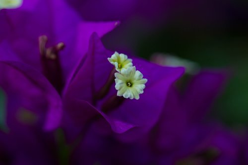 flower  violet  petals