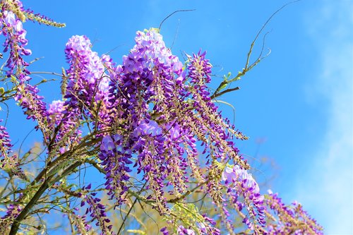 flower  purple  blooming