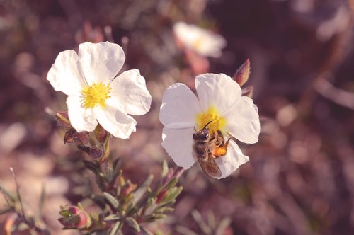 flower  flora  nature