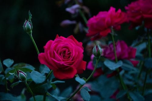 flower  rose  petals