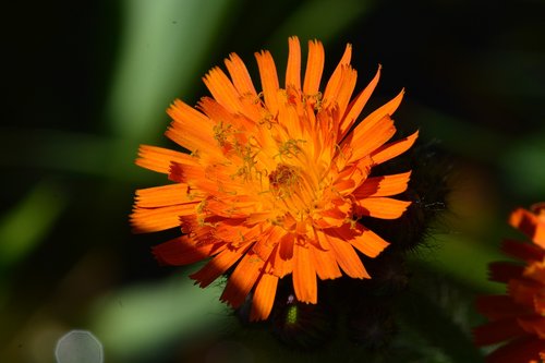 flower  orange  macro