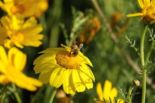 flower  yellow  insect