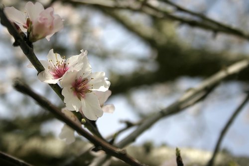 flower  branch  flowers