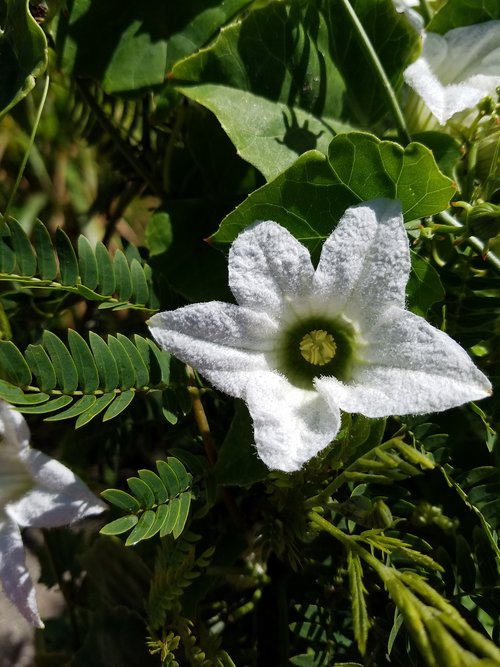 flower  soft  white