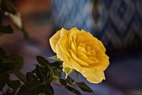 flower  rosa  yellow rose