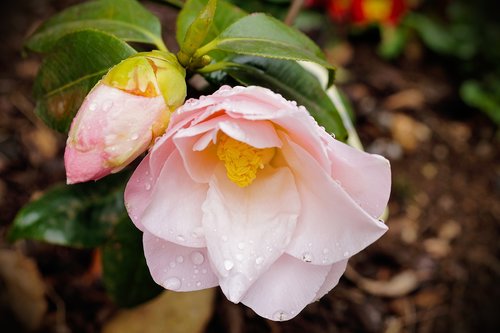 flower  rosa  floral