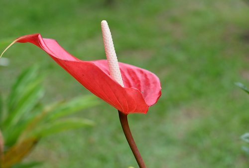 flower  flower anturio  red