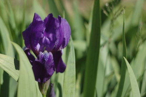 flower  iris  violet