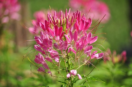 flower  flowering  plant plant