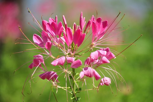 flower  flowering  plant plant