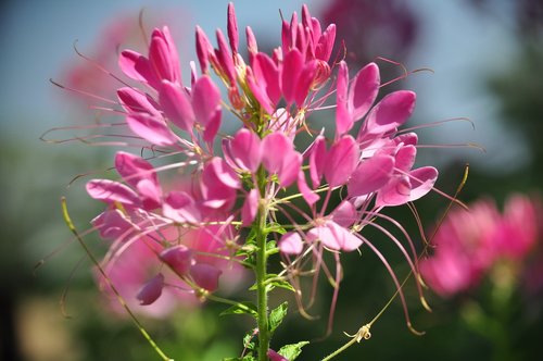 flower  flowering  plant plant