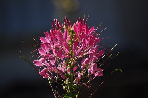 flower  flowering  plant plant