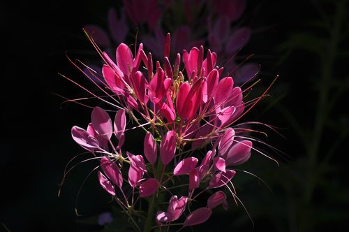 flower  flowering  plant plant