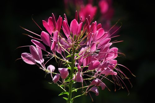 flower  flowering  plant plant