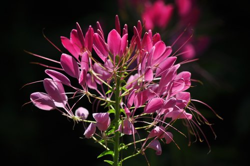 flower  flowering  plant plant