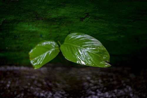 flower  leaf  forest