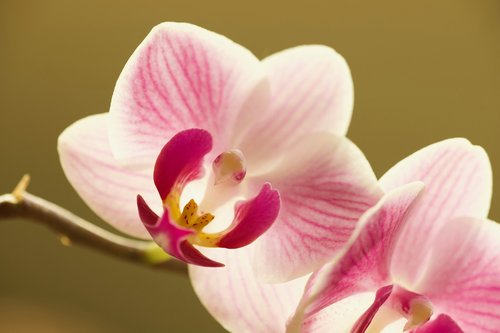 flower  orchid  blossom