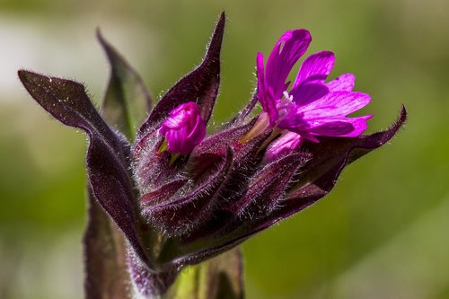 flower  purple  the nature of the