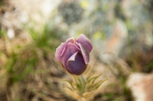 flower  plant  alpine