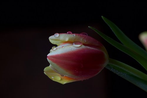 flower  tulip  drop of water