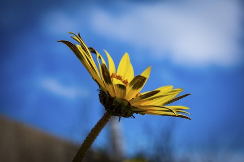 flower  petals  stem