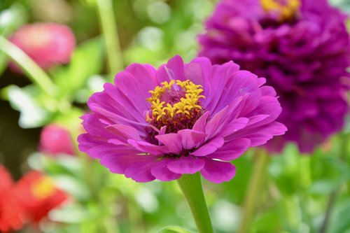 flower  plant  flower color violet