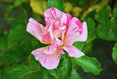 flower  flower color pink white  green foliage