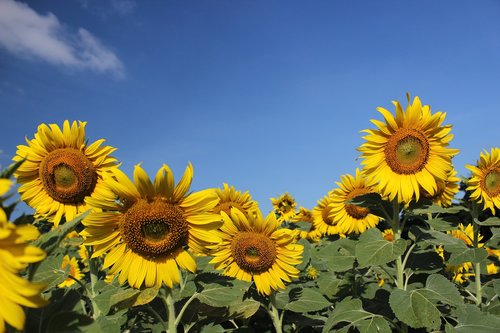 flower  sunflower  yellow