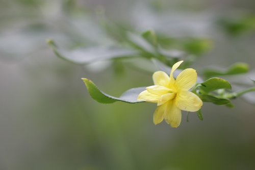 flower  yellow  gentle