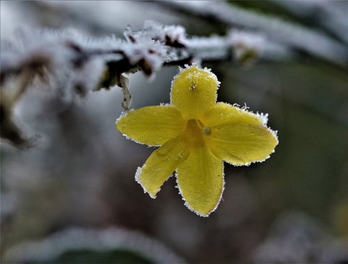 flower  yellow  snow