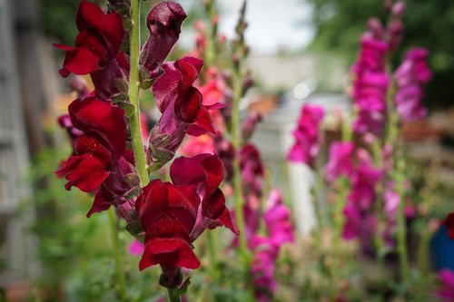 flower  nature  flower garden