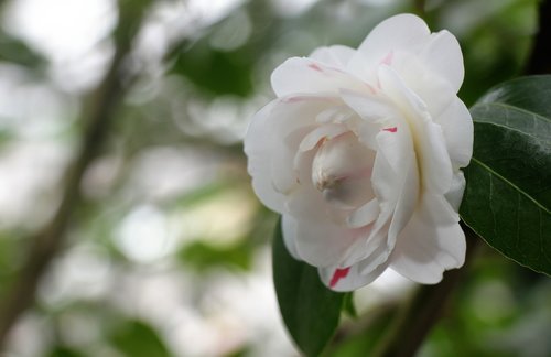 flower  white  bloom