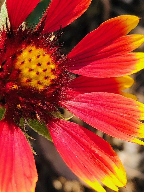 flower  red flowers  pistil