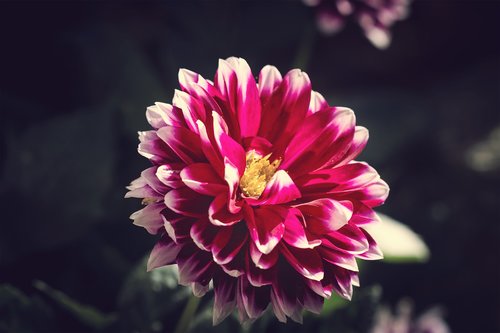 flower  raghavendra  plant