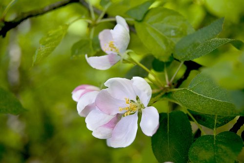 flower  apple tree  spring
