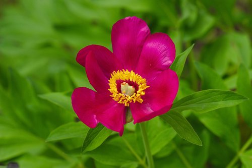 flower  pink  nature