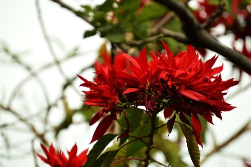 flower  plant  decoration