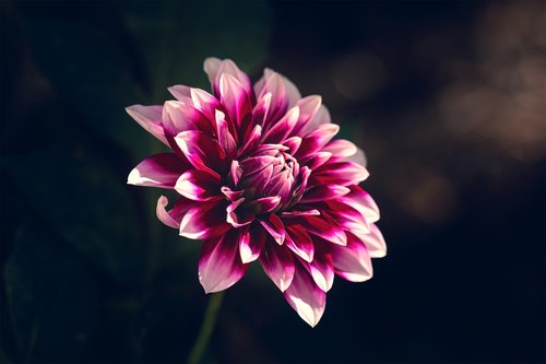 flower  raghavendra  plant