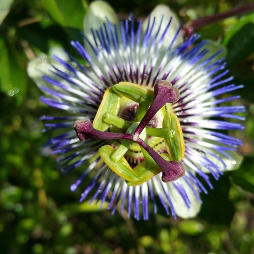 flower  plant  blossom