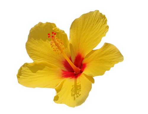flower  yellow  isolated