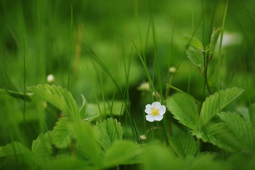 flower  field  white