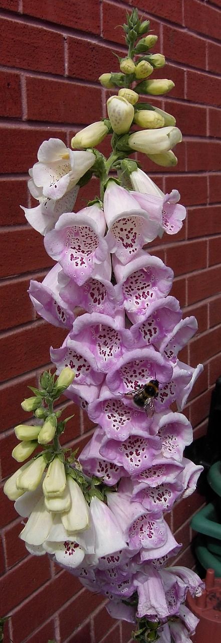 flower plant purple