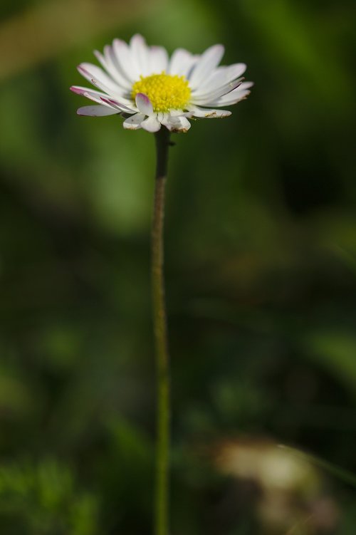 flower  white  macro