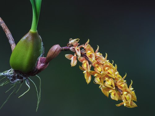 flower  orchid  coloring