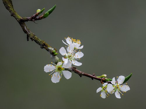 flower  the plum flower  page