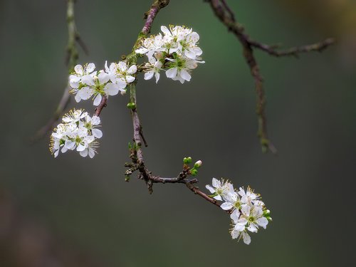 flower  the plum flower  page