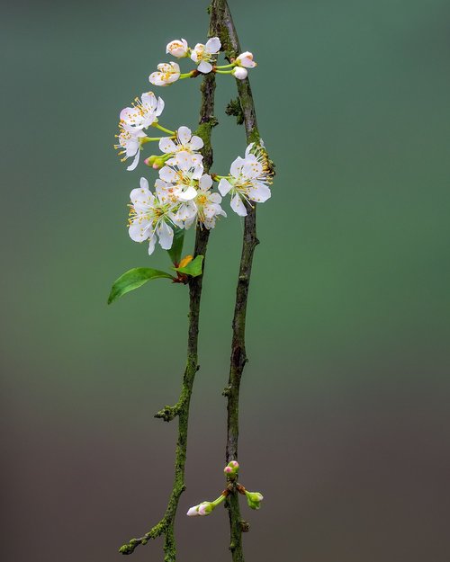 flower  the plum flower  page